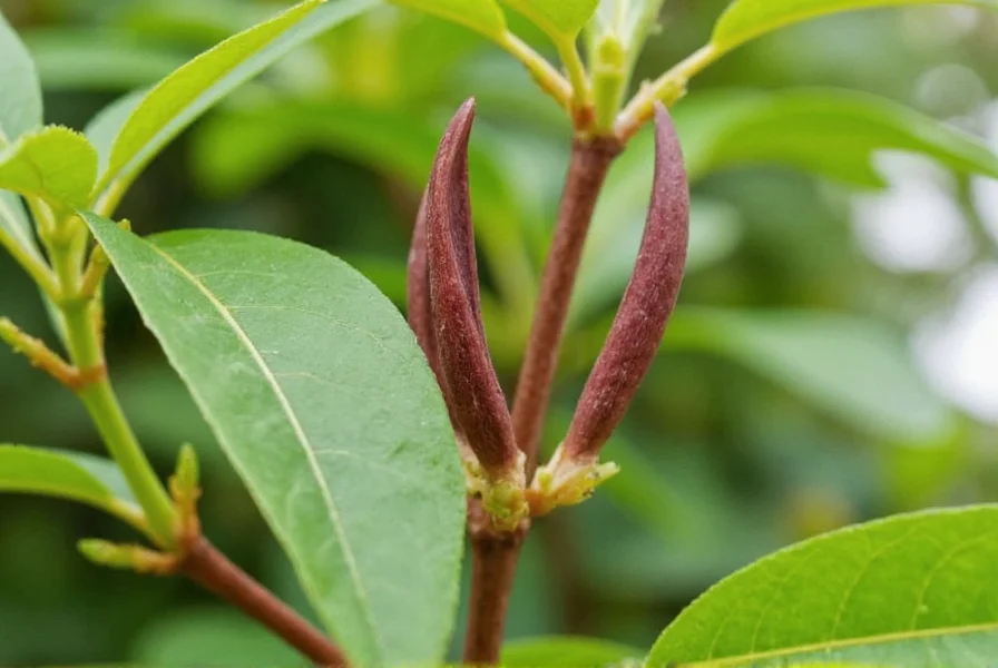 Growing Cloves: Complete Guide to Cultivating Clove Trees