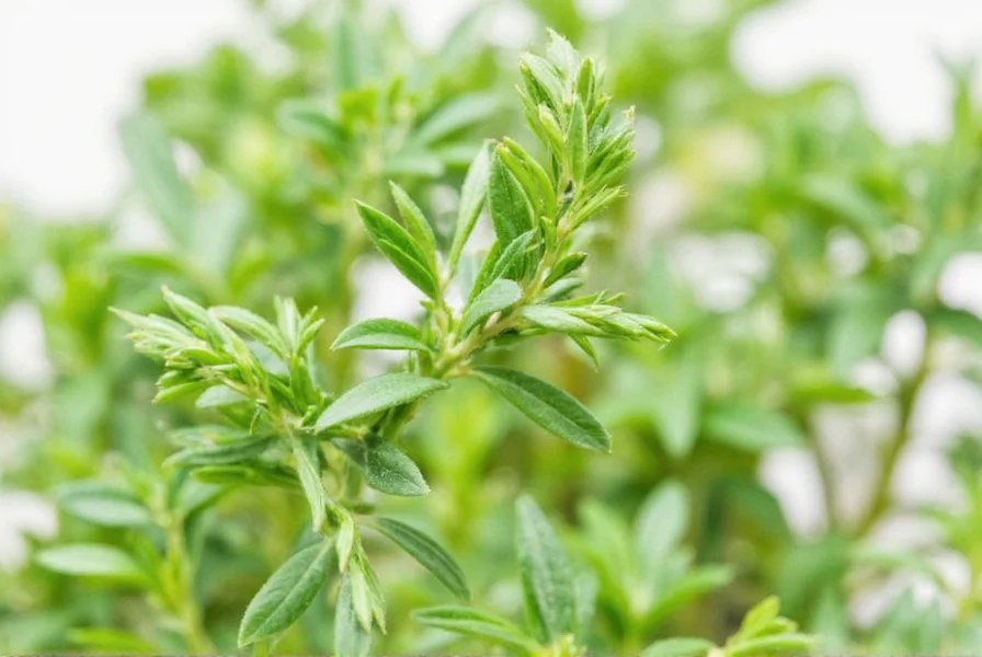 Dried Tarragon
