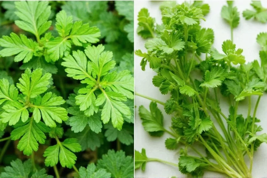 Koch bereitet Kreson zum Kochen vor