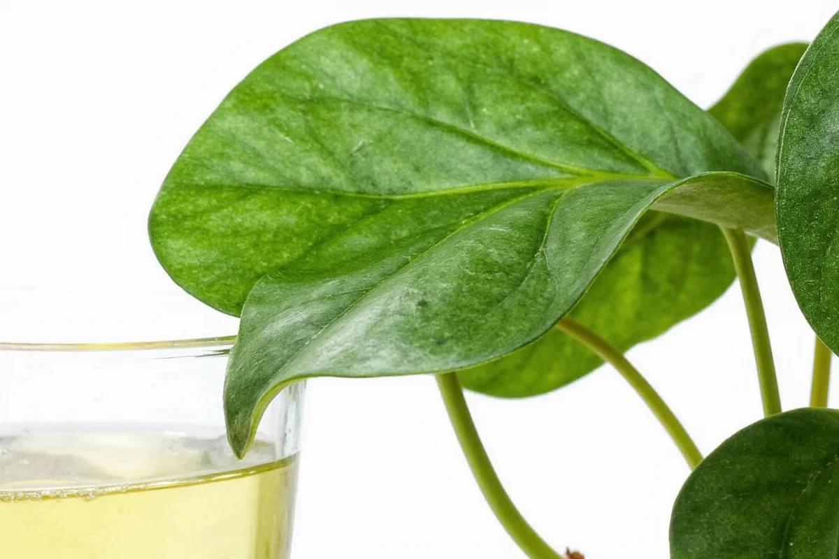 how to propagate rubber plant