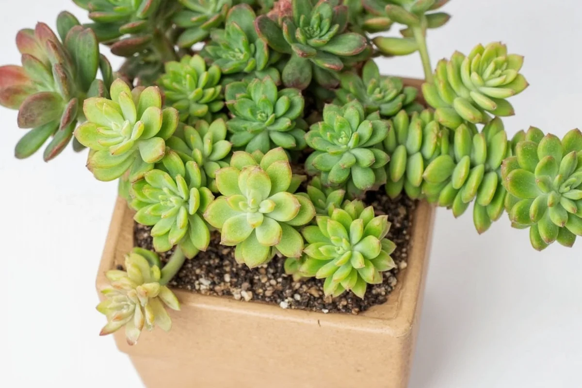 how to propagate succulent plants