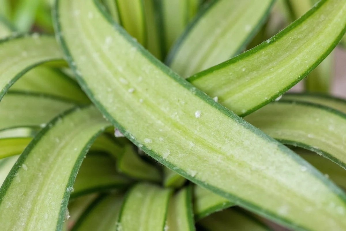 how to propagate snake plant from leaf