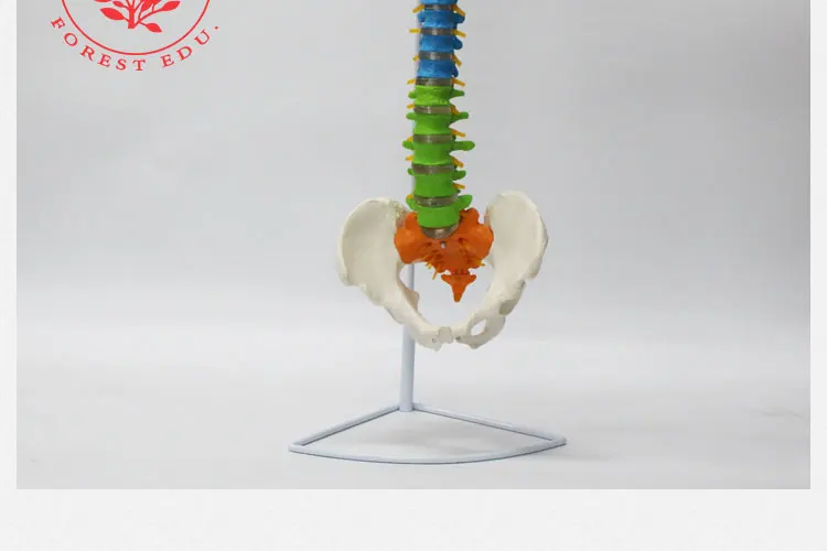 14 spine model