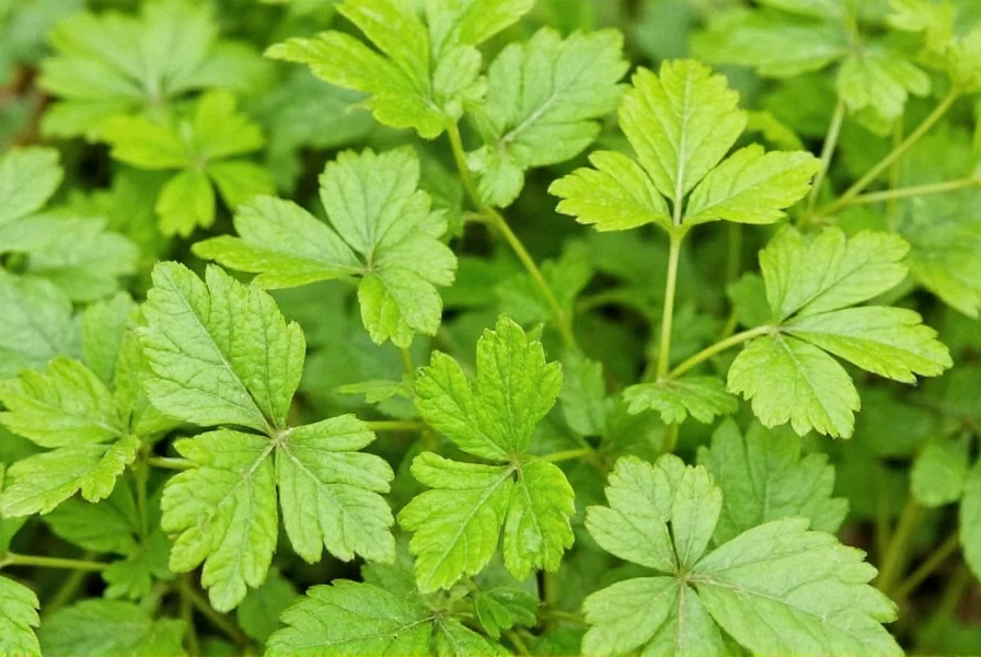 Various dishes featuring coriander in different culinary applications across global cuisines
