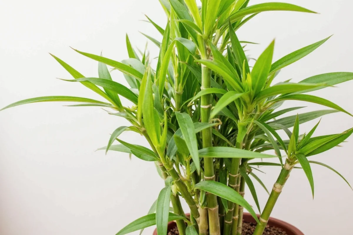 how to take care of a bamboo house plant