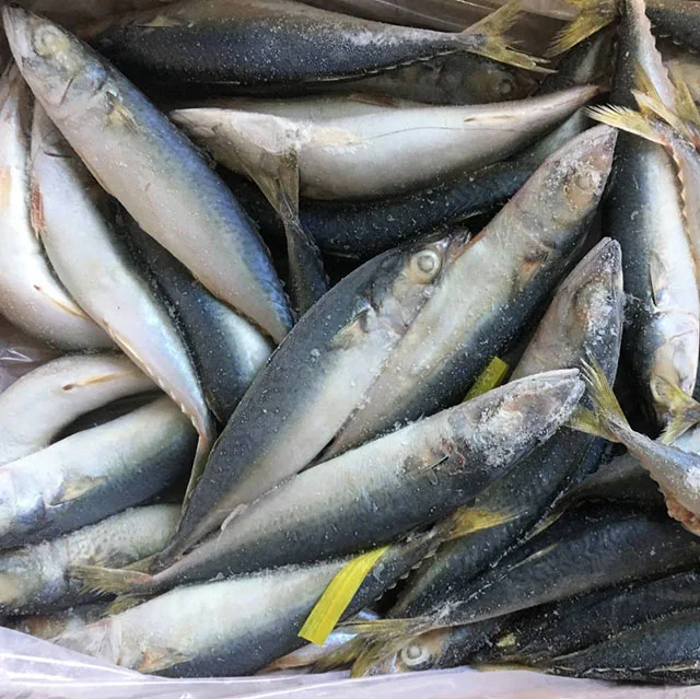 Frozen Horse Mackerel Yellowtail Whole Round Fish Buy Frozen Mackerel