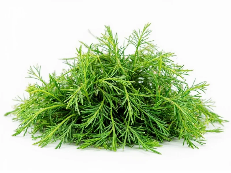 Best Dill Herb Substitutes: 5 Effective Alternatives