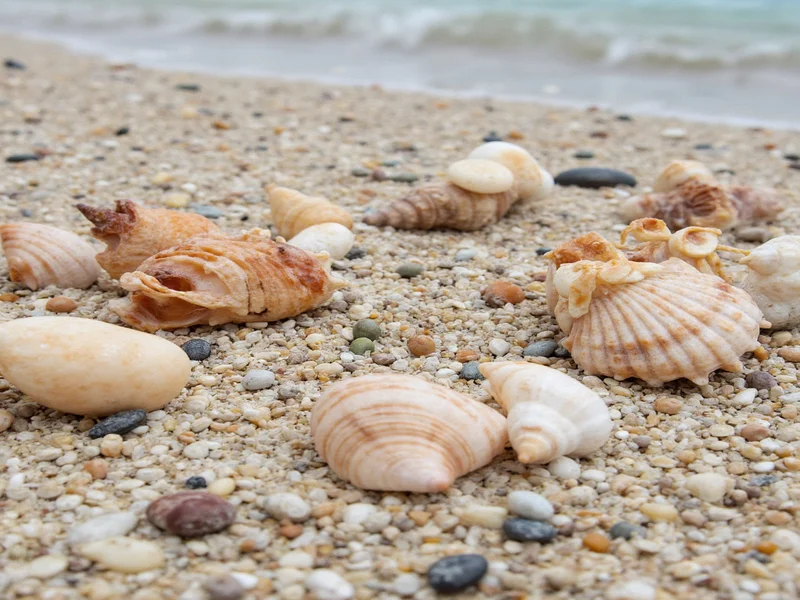 crafts to do with seashells