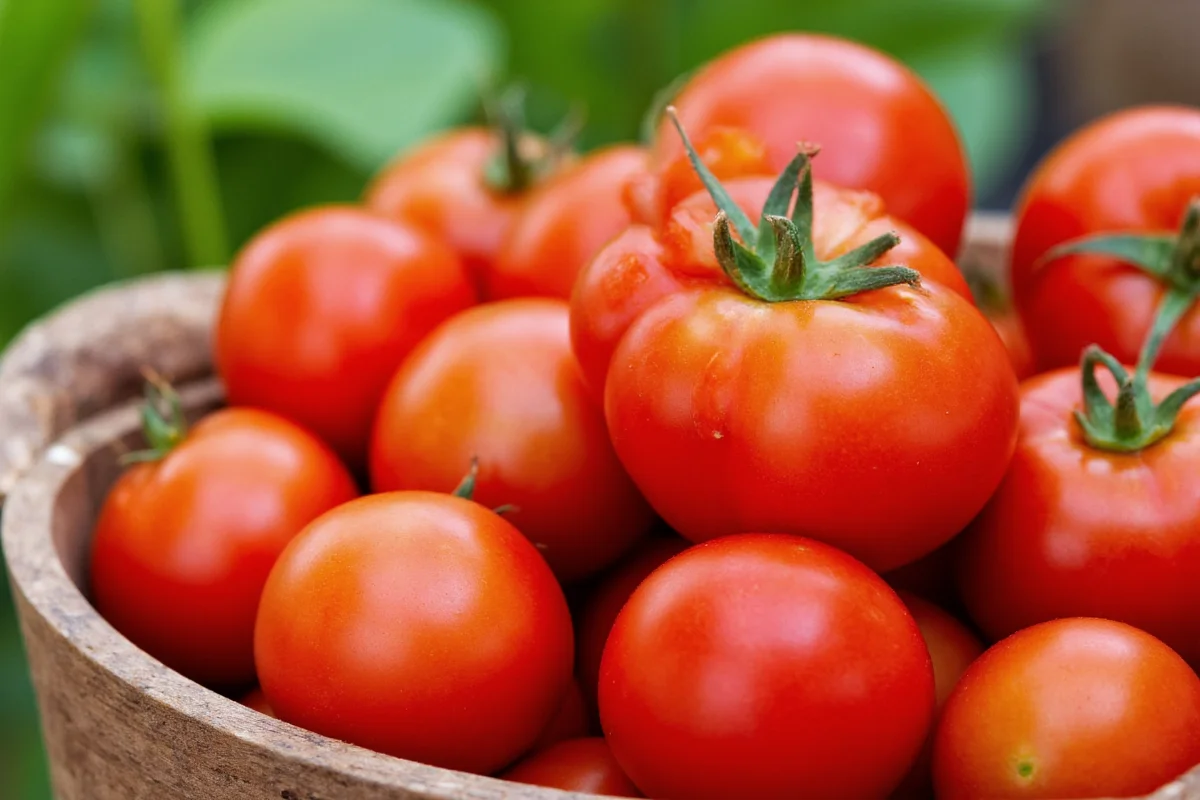 how to plant tomatoes in a pot
