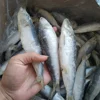 Hot In Demand sardien fish bait bqf frozen sadine products wr frozen sardine fish for sale