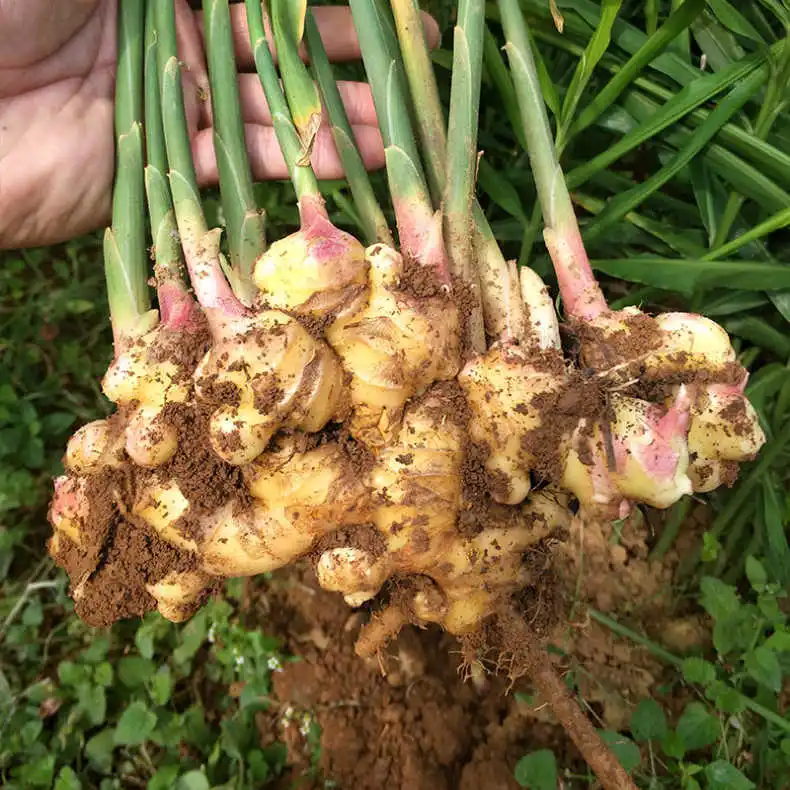 中国工厂销售有机黄色姜批发价格 - buy 生姜,有机姜,生姜价格