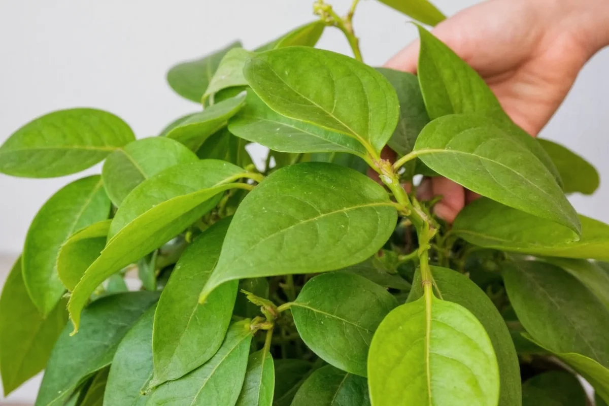 how to prune a pothos plant