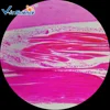 School teaching Animal histology prepared Microscope slides