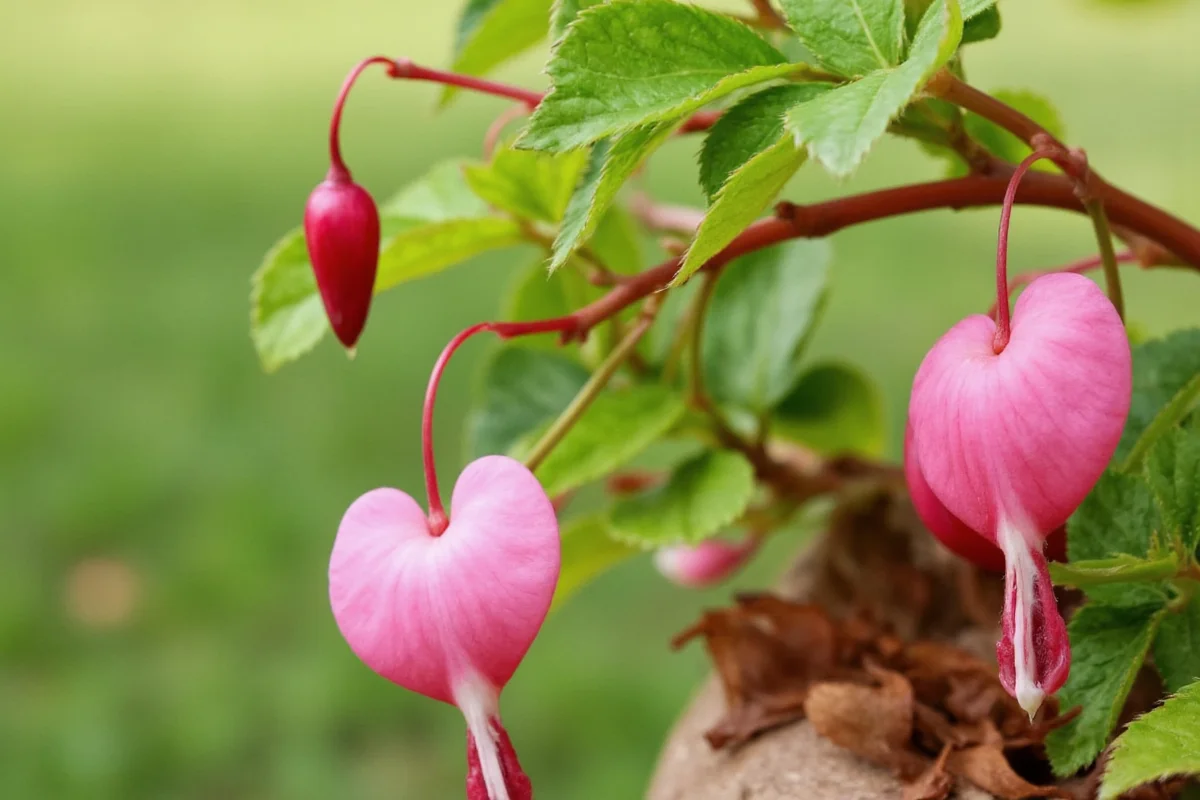 how to care for a bleeding heart plant