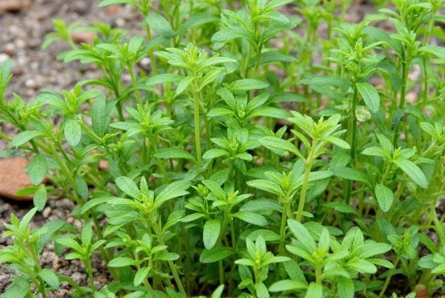 Cup of marjoram tea