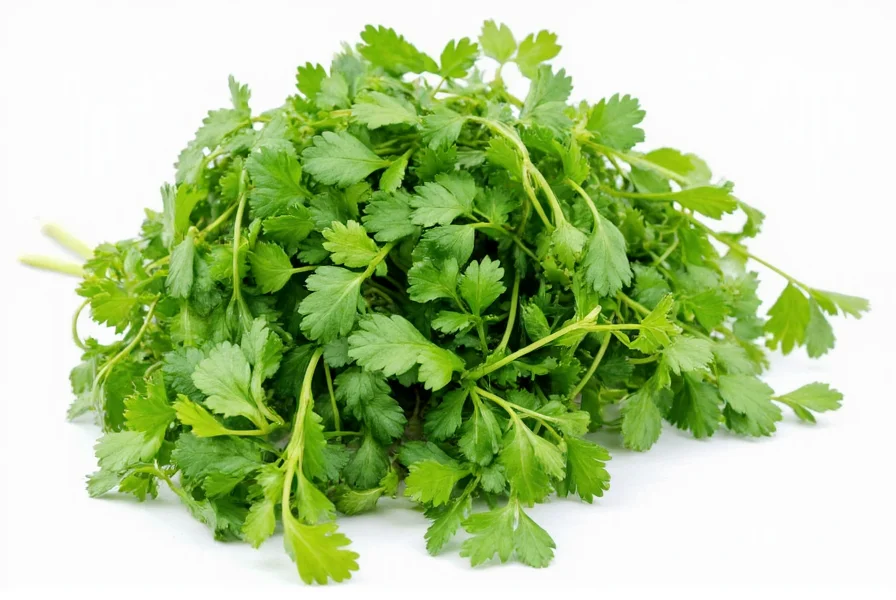 Coriander Definition: Plant, Seeds, and Culinary Uses Explained