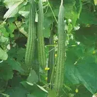
Green long hybrid luffa sponge gourd seeds 