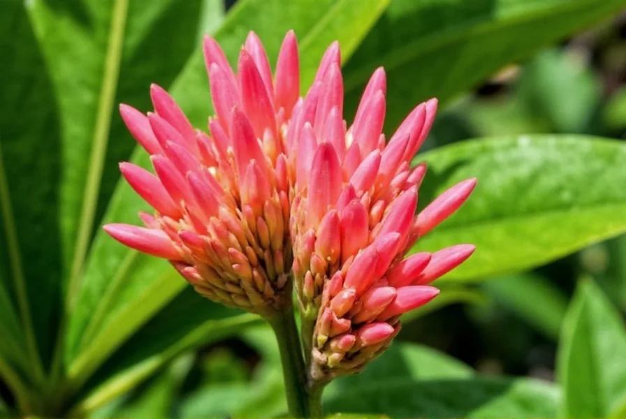 Ginger plant in garden setting showing healthy foliage and emerging flower spike