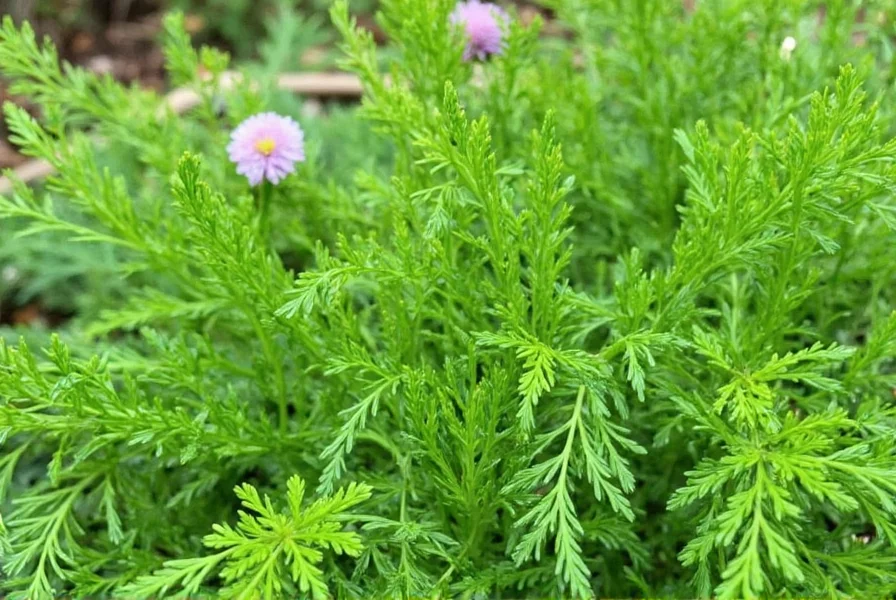 Fresh herbs on wooden table