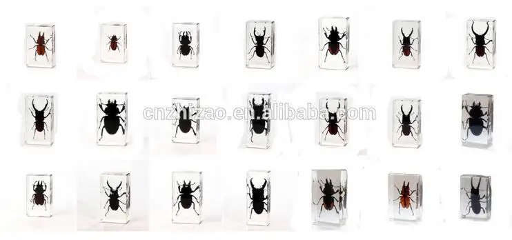 Beetle insect embedded Paperweight Specimen Taxidermy Paperweight Collection