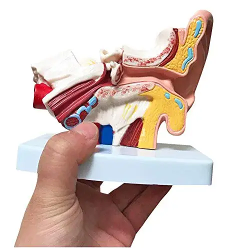 Medical Teaching Types c Anatomy 3D Desktop Inner Ear Model