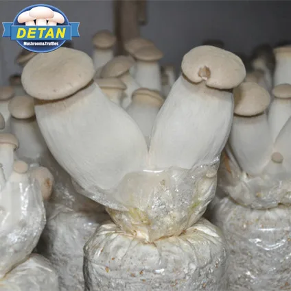 
DETAN oyster Mushroom spawns/logs/bags/grow kits (offer Professional technical guidance ) 