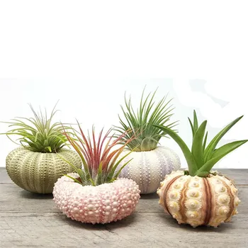 air purifying plant 4 pcs sea urchin air plants lot | includes 4