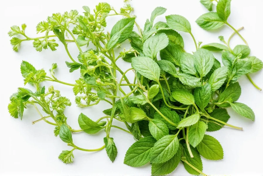Dried and Fresh Herbs