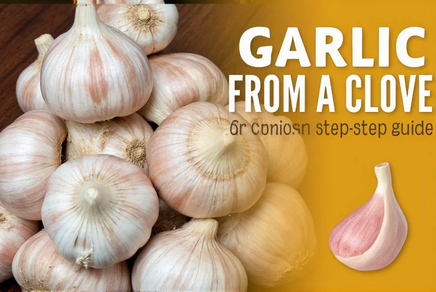 Cured garlic bulbs ready for storage