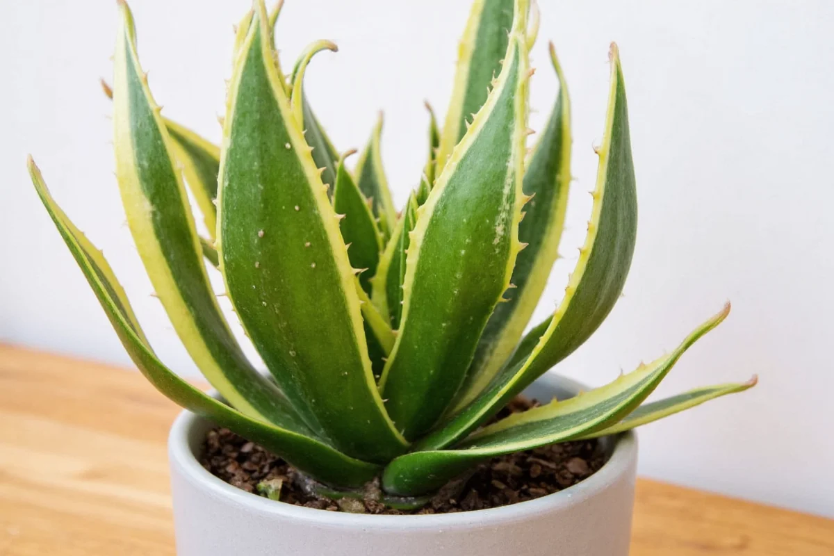 how much to water a snake plant