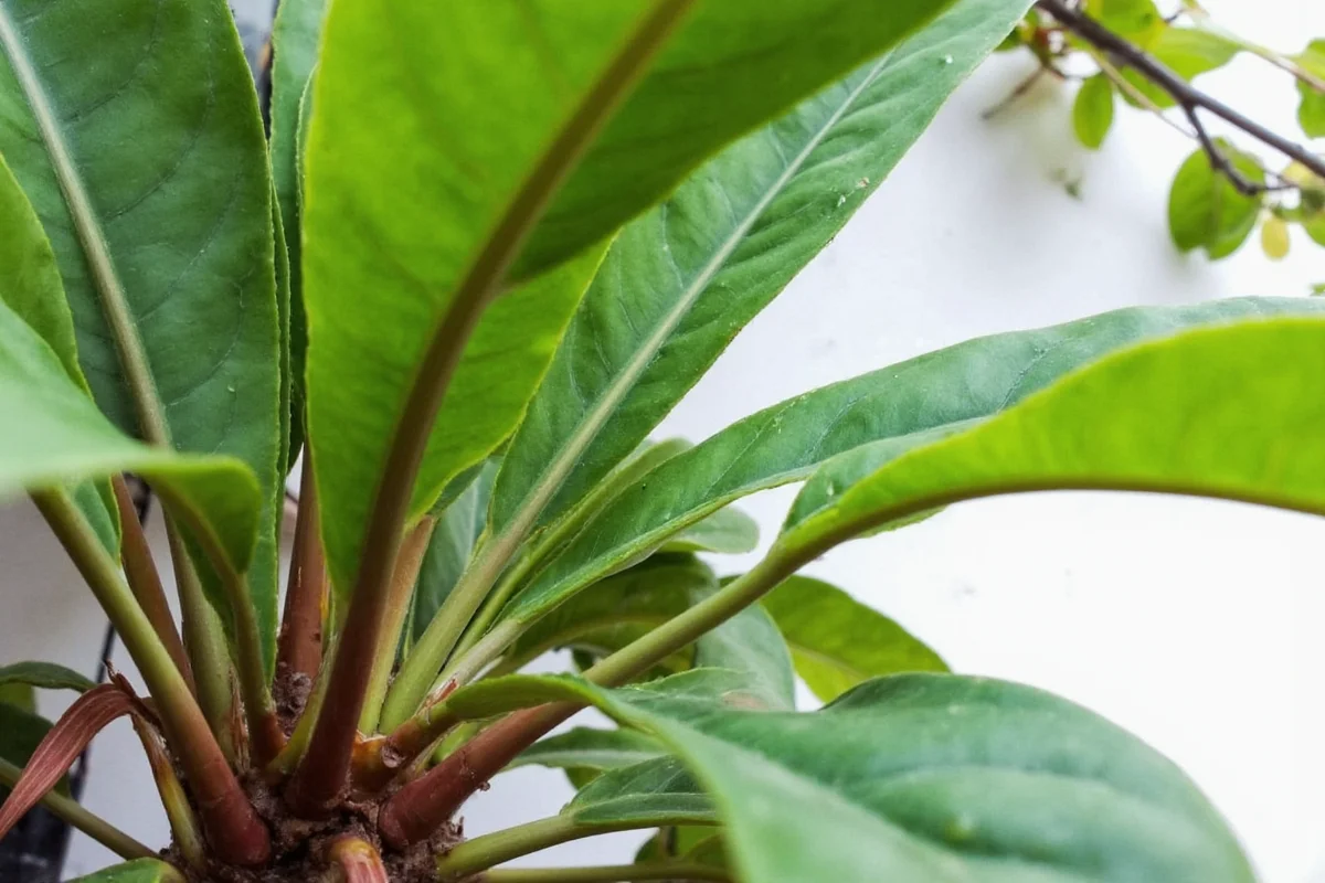 how to propagate a rubber tree plant