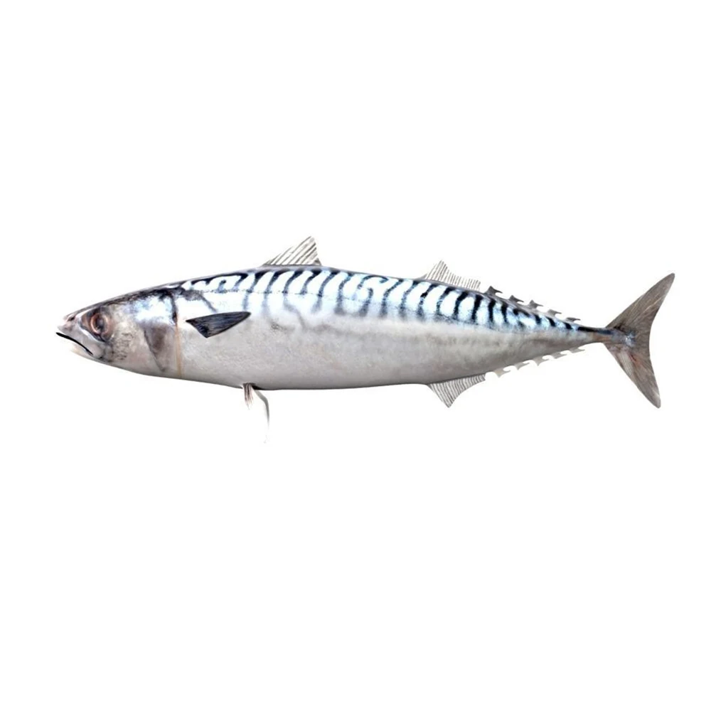 
Best/High quality Frozen Mackerel fish 
