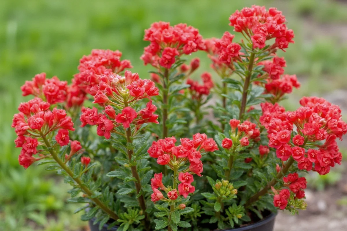 how to take care of kalanchoe plant