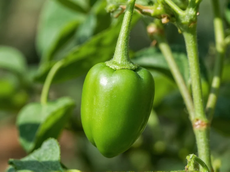 Mulato Pepper: Flavor Profile, Uses & Key Differences