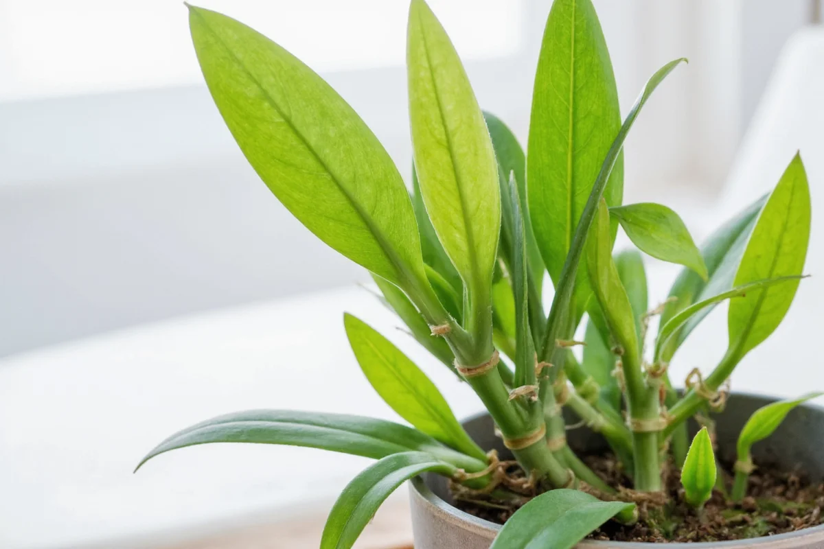 how to care for an indoor bamboo plant
