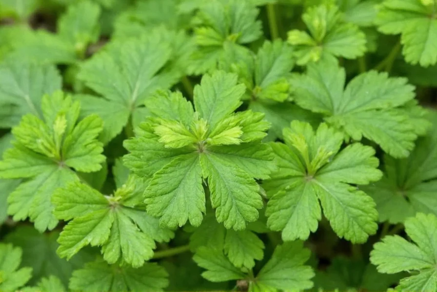 Coriander seed germination stages showing root development and sprouting