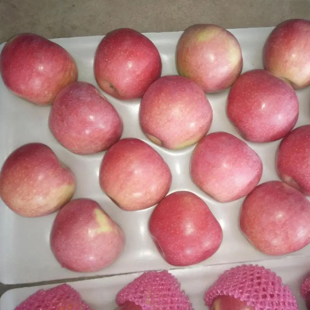 
The farm exports a large number of fresh apples Qinguan apples, which are of high quality and low price 