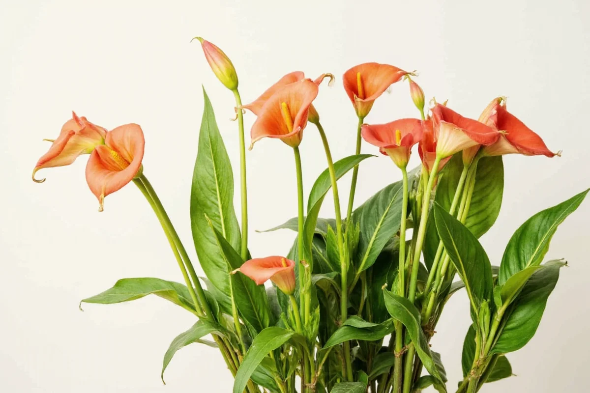 how often to water calla lily plant