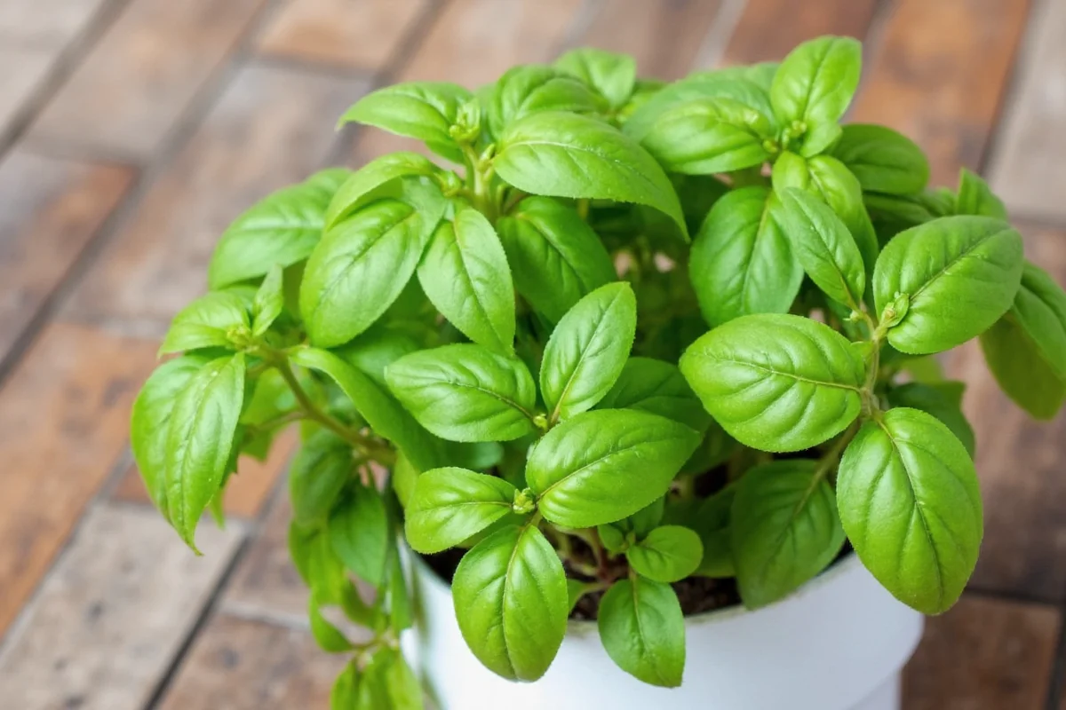 how to keep basil plant alive