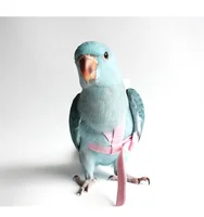 

Adjustable bird with flight belt flight with tow rope training parrot with parrot tow rope