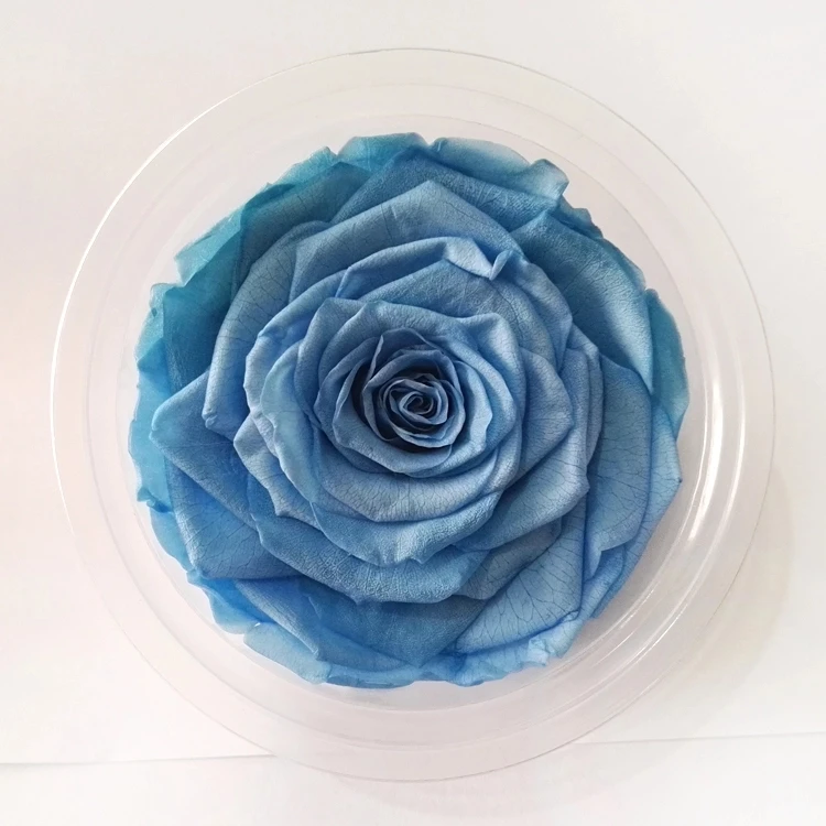 tiffany blue rose plant for sale