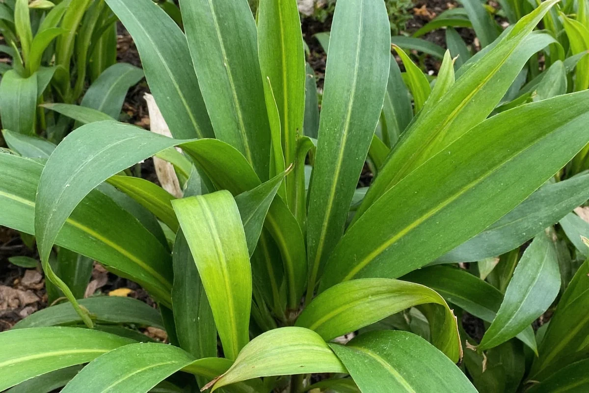 do snake plants attract bugs