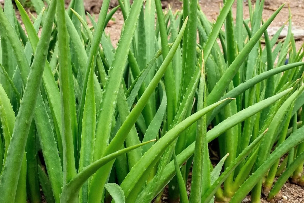 Where Does Aloe Vera Grow? Natural & Cultivated Regions