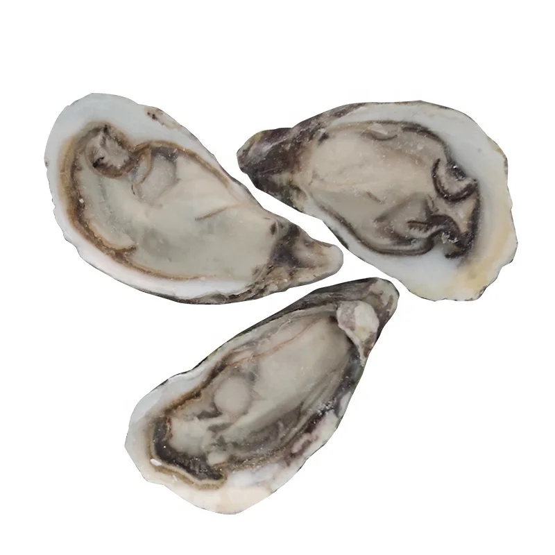 
Local Good Quality New Season Frozen Half Shell Oyster 