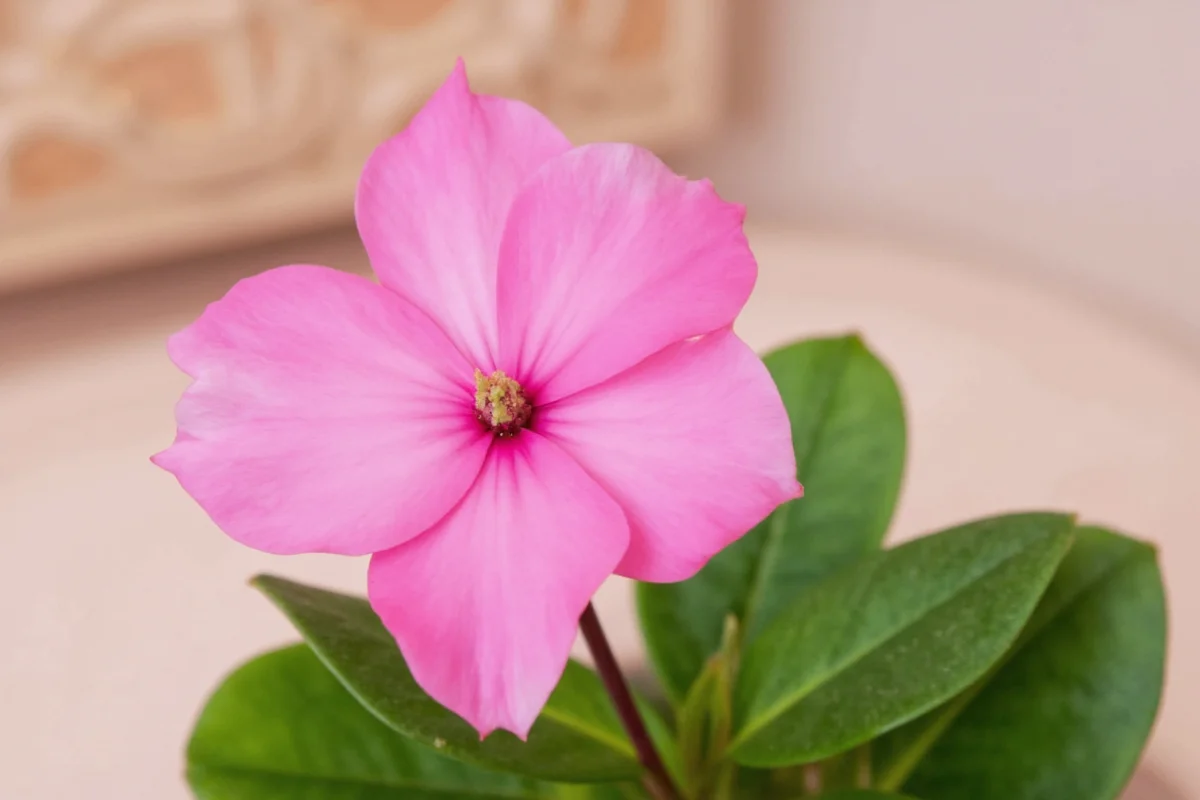 how to care for cyclamen plant indoors