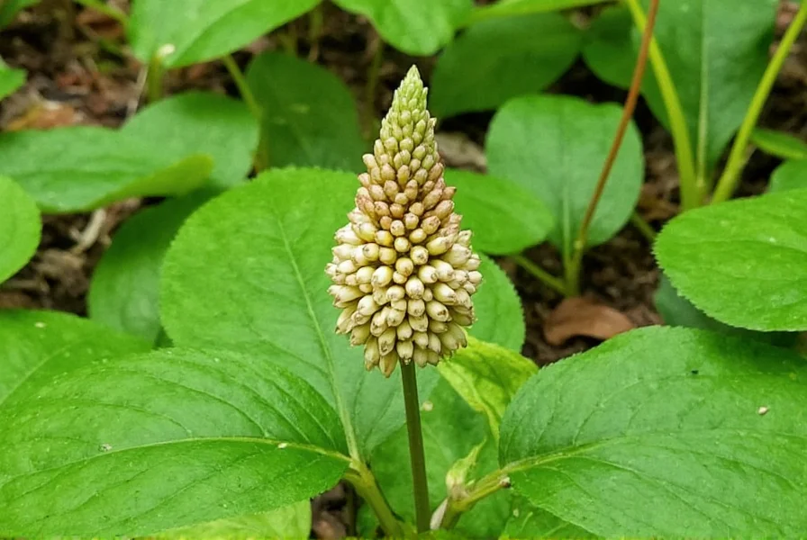 Wild Ginger in Asheville: Native Plant Guide