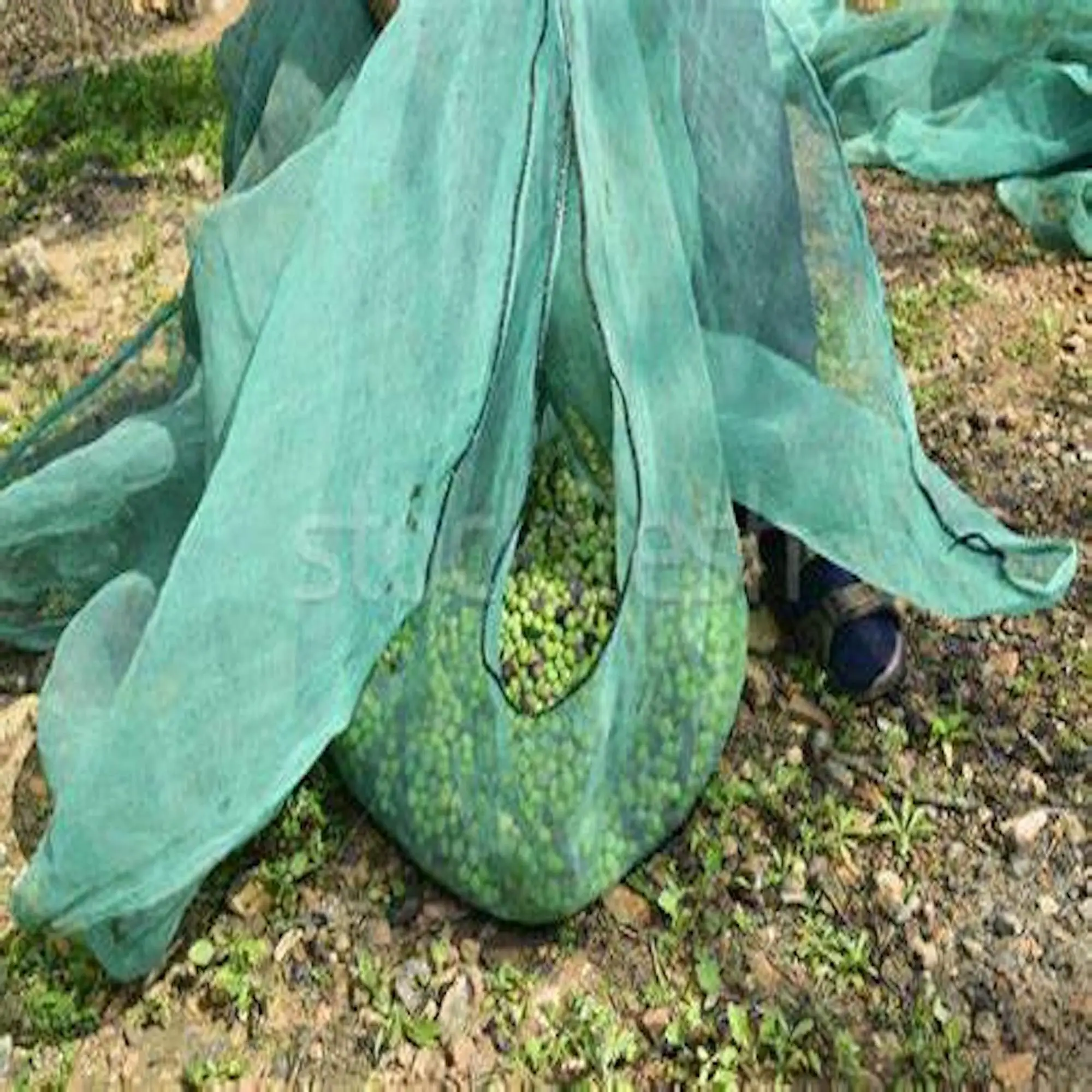 Wholesale Olive Netting 32gsm Olive Tree Net In Turison Falling Fruit