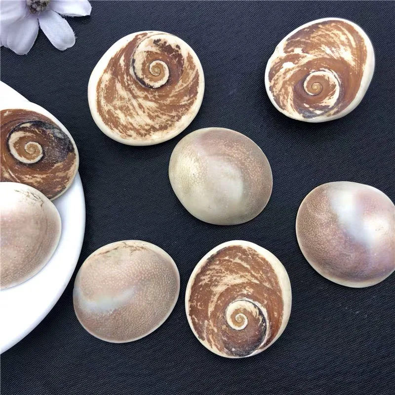
Wholesale Natural Healing Crystals Palm Sun Shell Fossil Crystal Decor Conch Sun Shell Fossil 