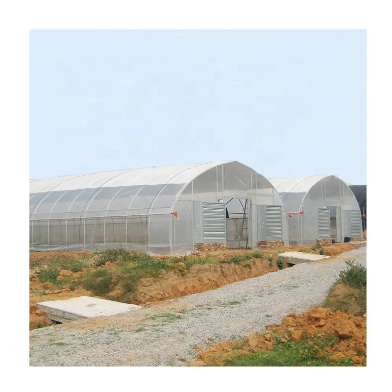 
low cost Conveniently polytunnel greenhouse with Excellent strength for agriculture 
