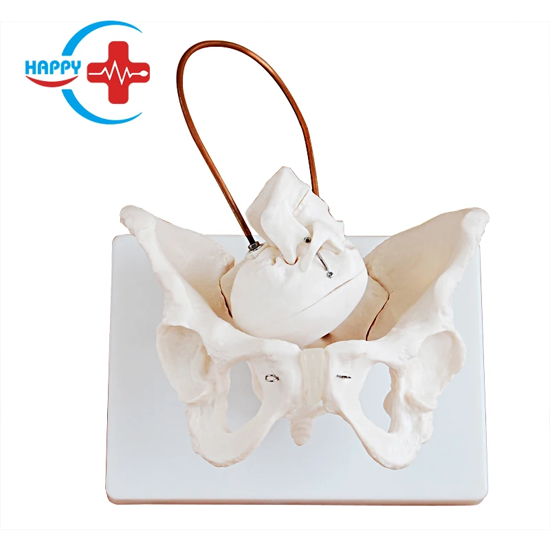 Hc-s229 Obstetrics & Gynecology Medical Training Model Female Pelvis ...